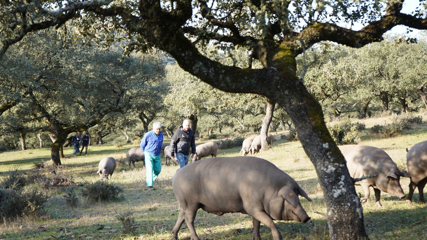 Ganadero con sus cerdos ibéricos en la dehesa